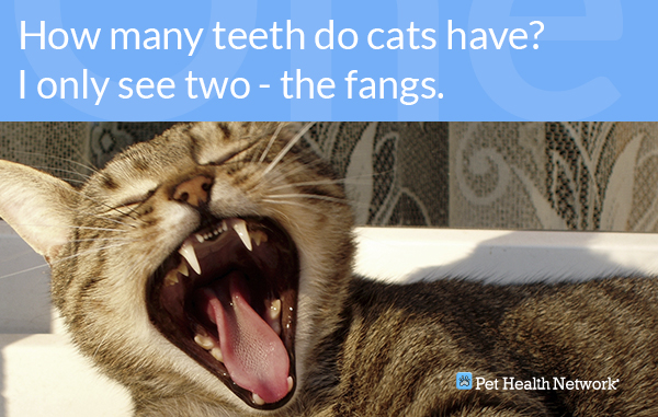 Cat Dental Chart Numbers