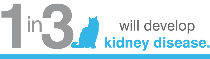 Kidney Disease in Cats