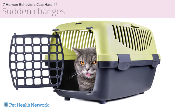 Cat in a carrier