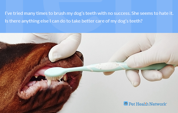 Dog Teeth Health Chart