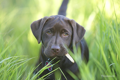 Dog in tall grass