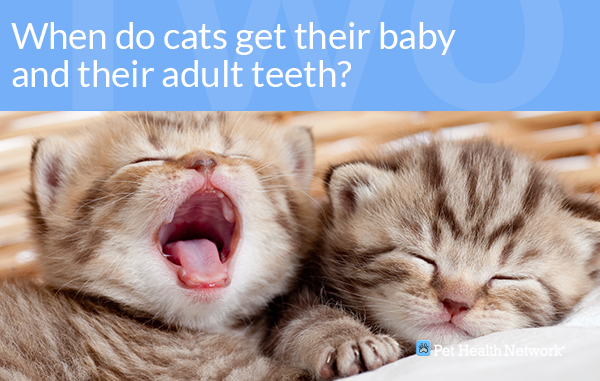 Kitten Teeth Growth Chart