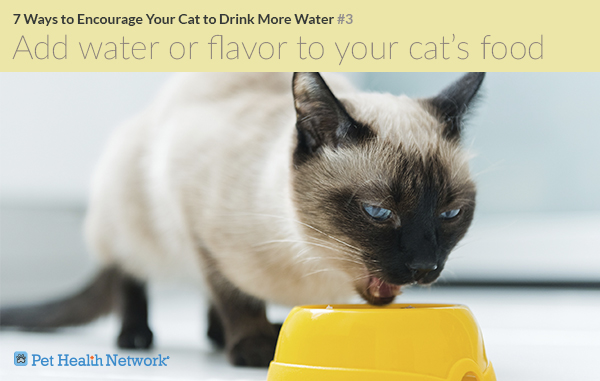 7 Creative Ways to Encourage Your Cat to Drink More Water