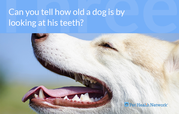 Dog Teeth Health Chart