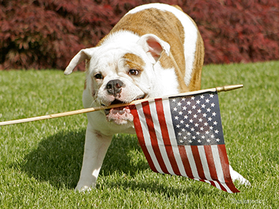 Bulldog with American flag