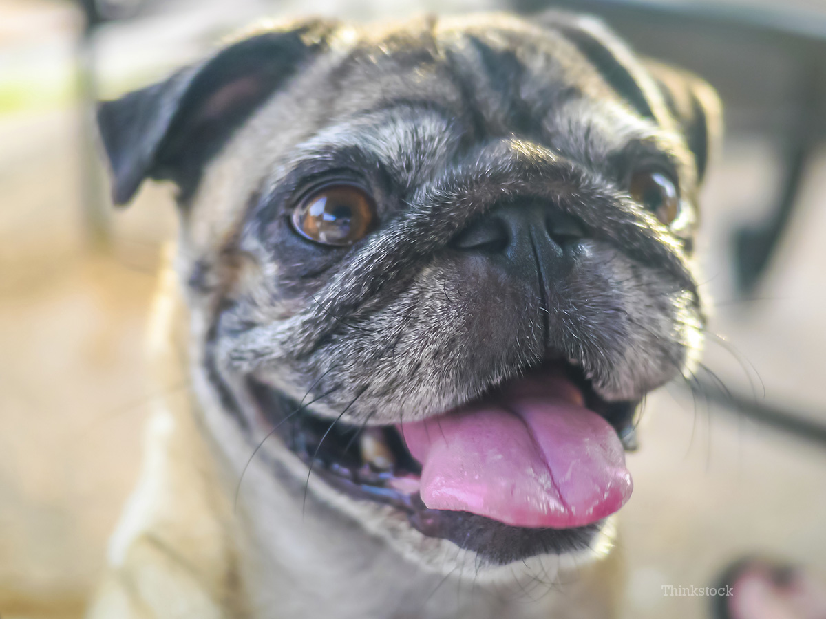 Happy pug face