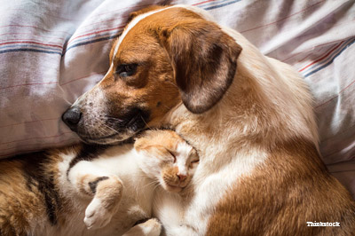 Dog and Cat Together  on Bed