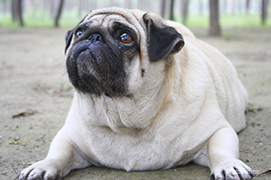 Overweight Pug on floor