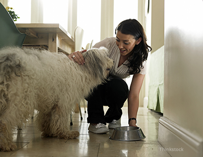 Pet owner feeding their dog