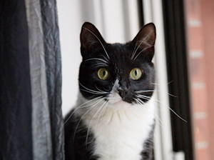 Cat standing by the window