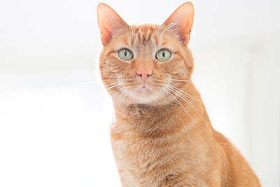 Orange cat looking into camera