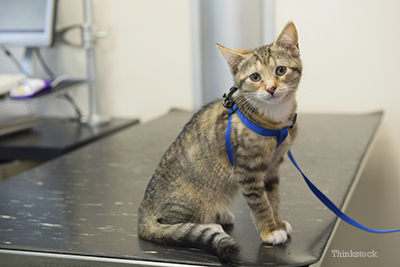 A kitten sitting on an exam table