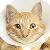 Cat wearing a cone