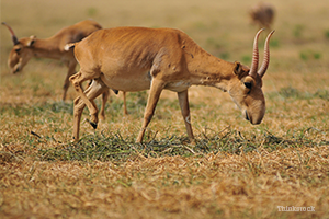 Saiga antelope