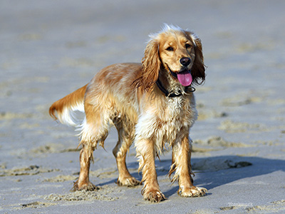 Dog at the beach