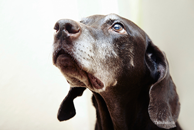 Old dog laying down