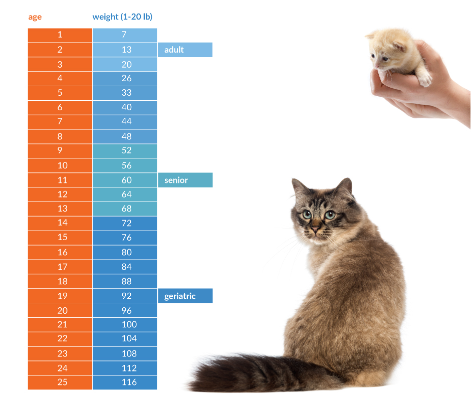 Average Cat Weight Chart