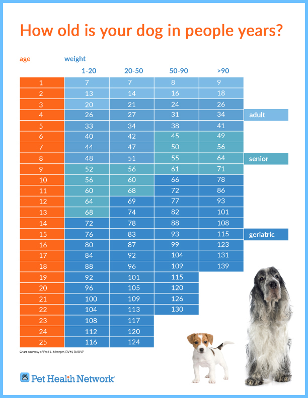 Big Dog Age Chart