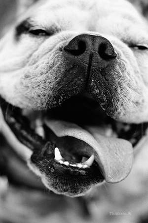All About Dental Health Happy dog