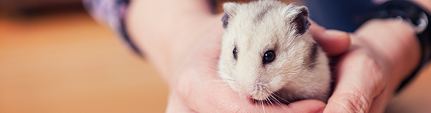 Person holding a hamster