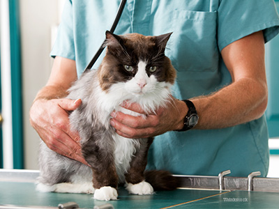 Cat with vet