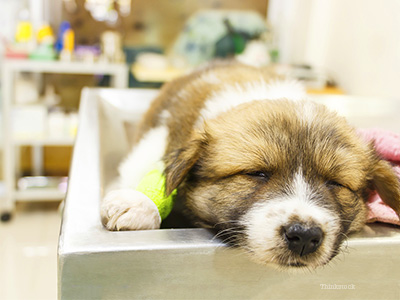 Dog at vet