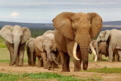 elephants walking