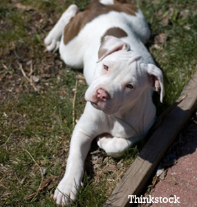 Abandoned and Abused, a Puppy is Saved by a Heroic Pit Bull