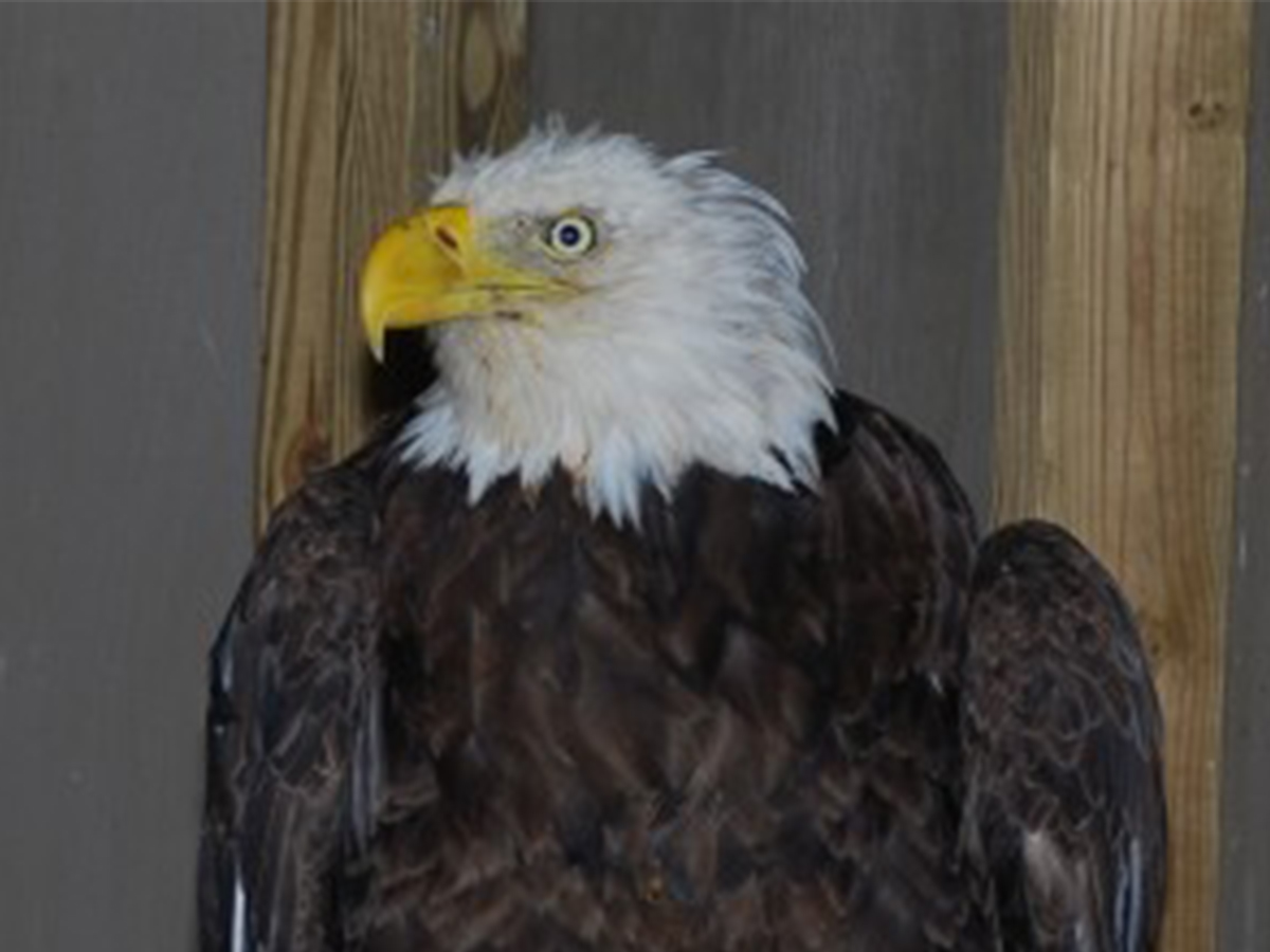 Dramatic Bald-Eagle Rescue; Lead Poisoning to Blame