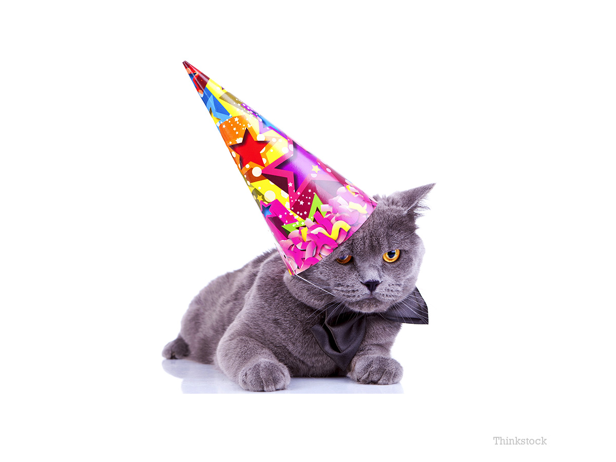 Oldest Cat in the World Enjoys 24th Birthday!