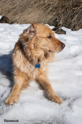 Dog falls through the Ice and is saved by Firefighters