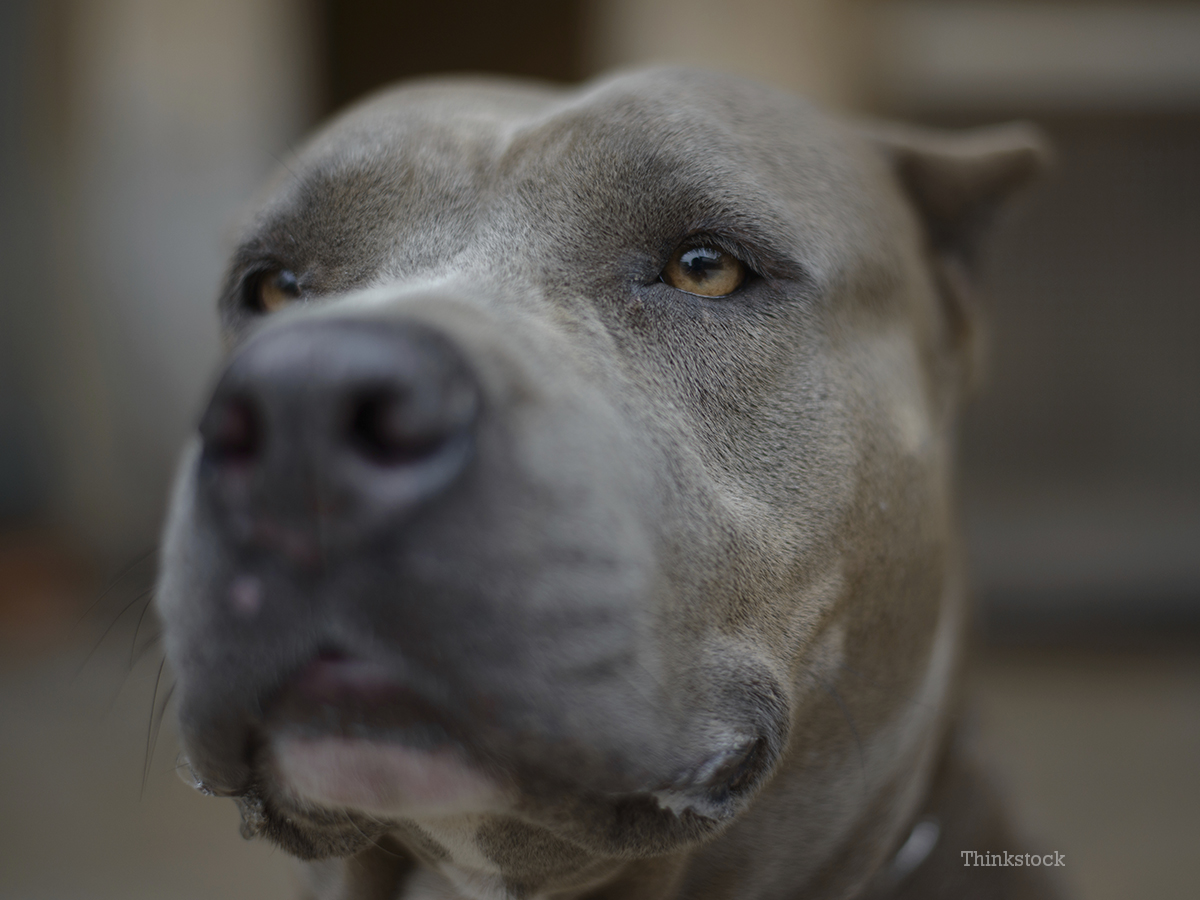 Courageous Dog Braves Fire to Save Deaf Boy