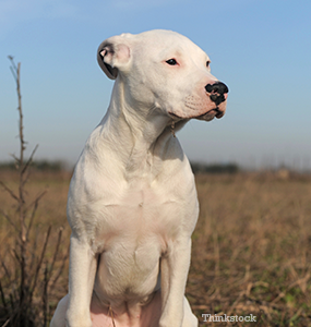 Courageous Dog Survives 9 Days Buried Under Tornado Wreckage