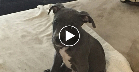 courageous puppy jumps from moving truck escapes kidnappers moving checklist