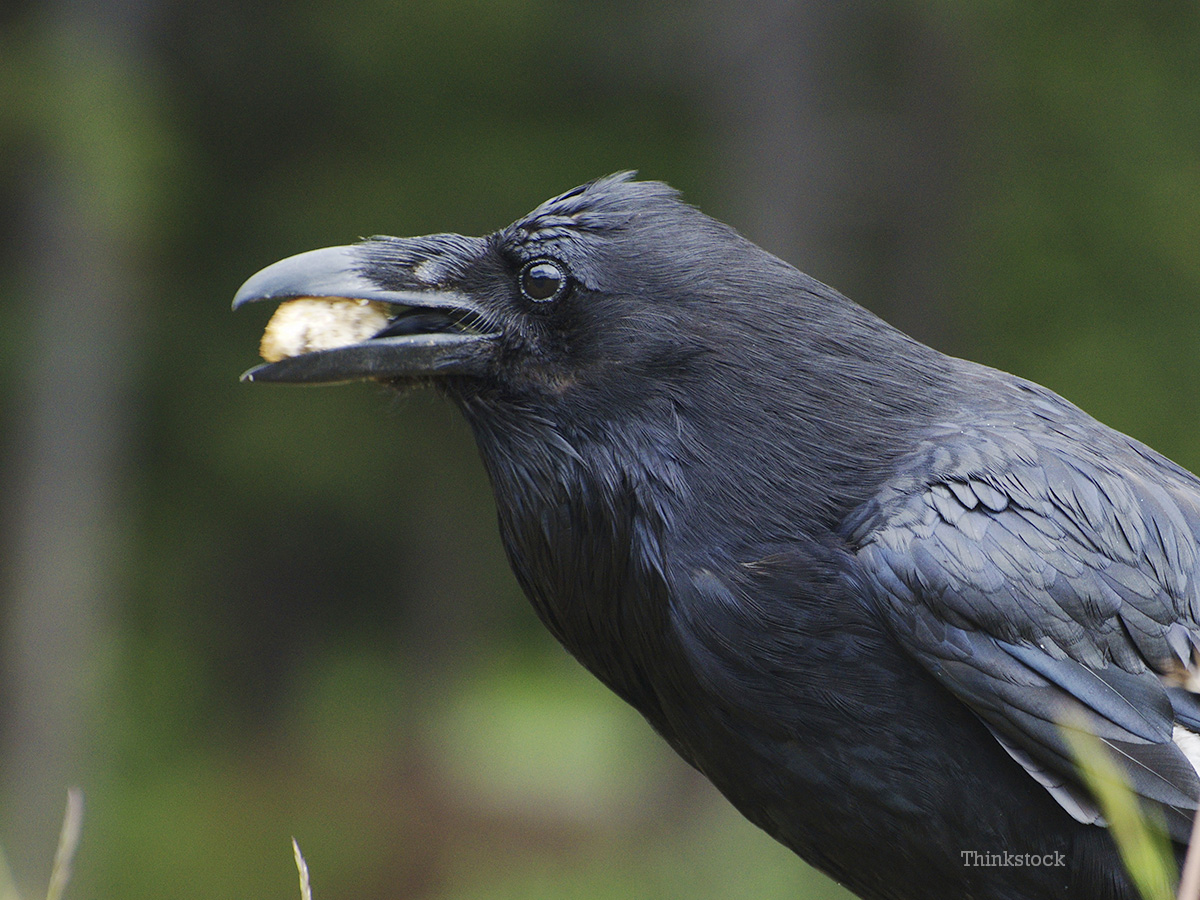 Crafty Crows: How Much Truth Did Aesop Know?