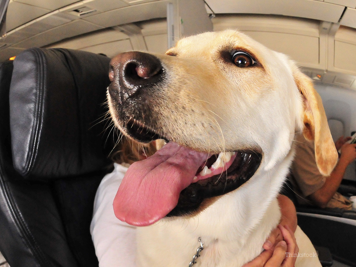 A Crappy Trip: Service Dog Answers Call of Nature, Forces Emergency Landing