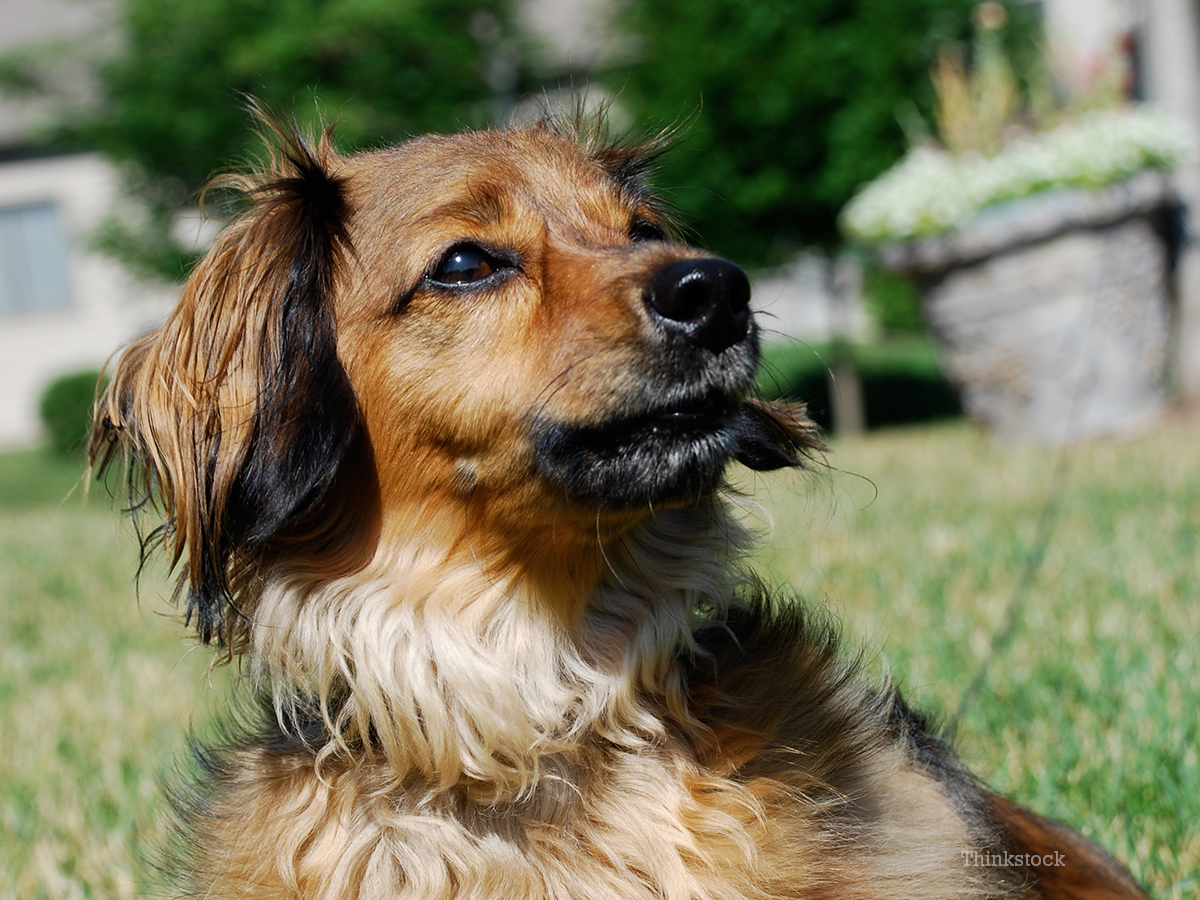 Dachshund Fights off Burglar and Goes Missing