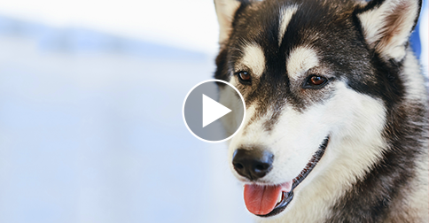 Dog Born with Deformed Front Legs Runs for the First Time