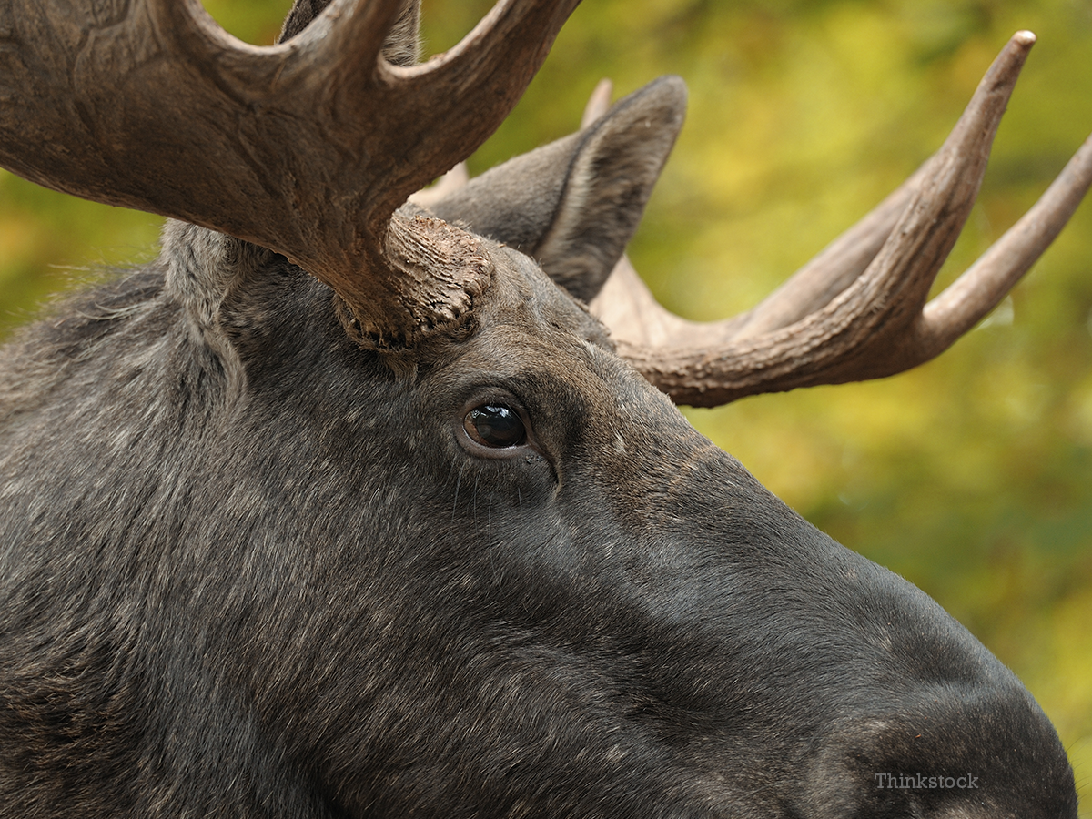 Dog Saves Owner from Charging Moose