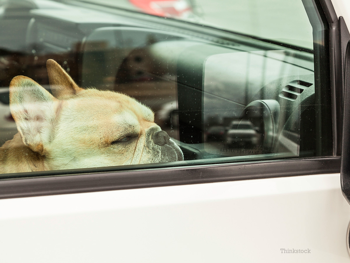 6 Dogs Perish in Canada after Being Left in a Hot Car