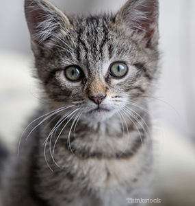 Feral Cat Saves a Helpless Kitten during Tornado