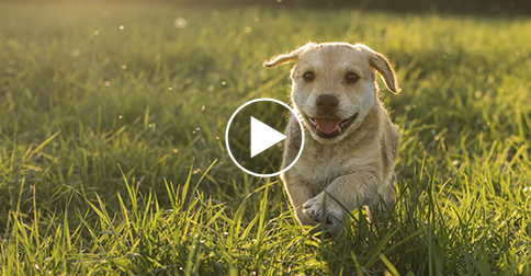 Five Adorable Dog Videos to Make You Ache for Spring
