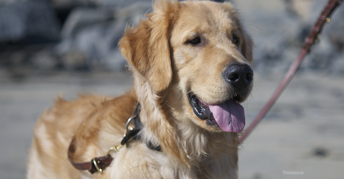 Golden Retriever Saves Man From Seizure