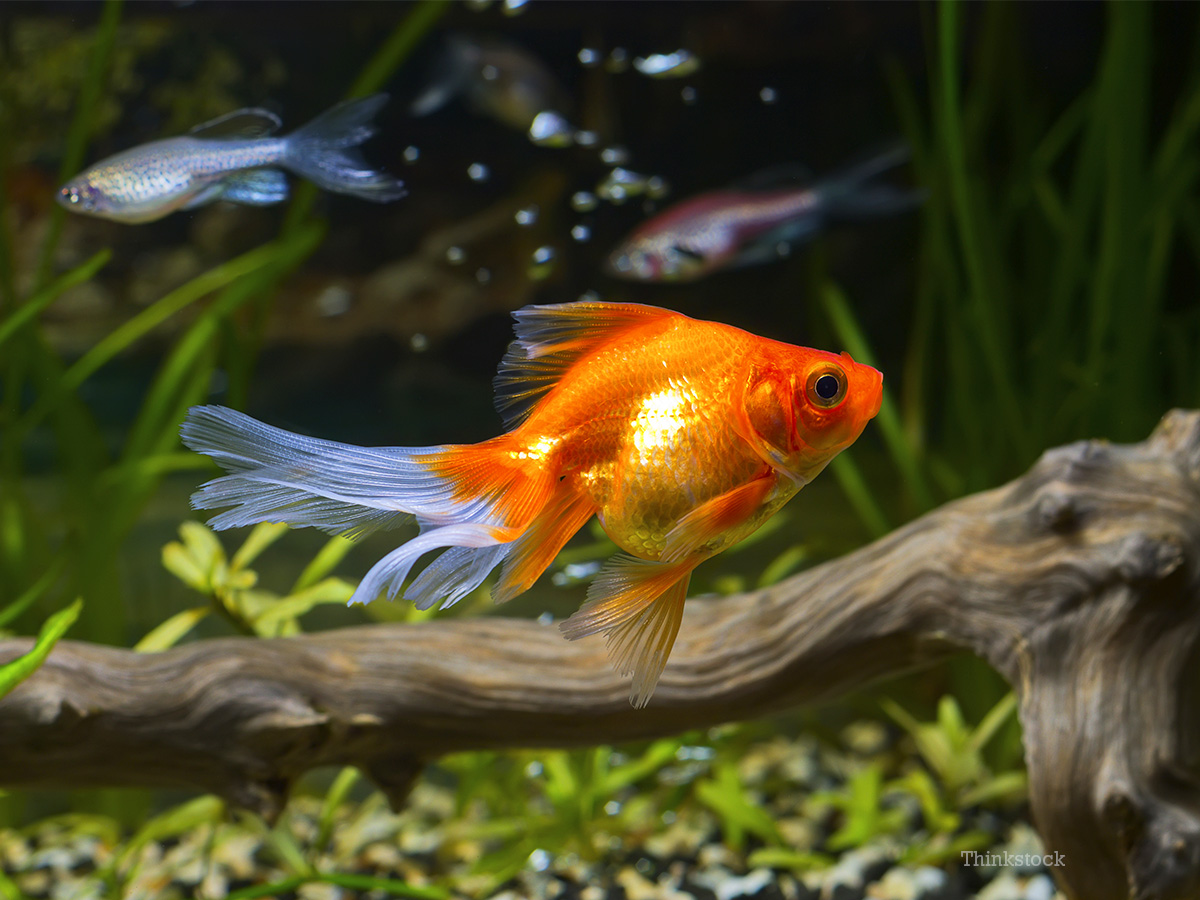 Pet Goldfish Undergoes High Risk Brain Surgery