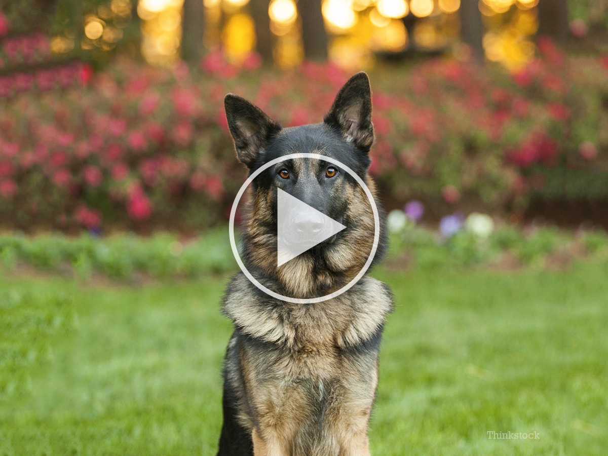 Heroic Dog Saves Family by Jumping in Front of Bullet