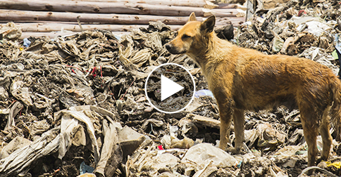 Junkyard Dog Risks Life, Travels Miles Alone Daily to Care for Friends