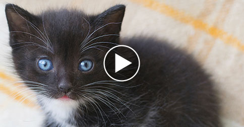 Determined Kitten Walks with Tiny Wheelchair in Place of Missing Back Legs