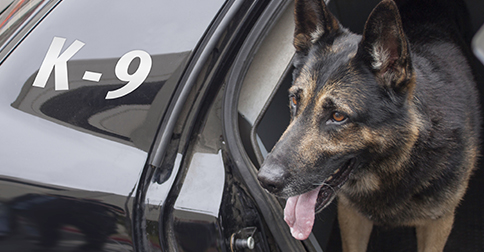 Police Dogs May Face Early Retirement—Find Out Why!