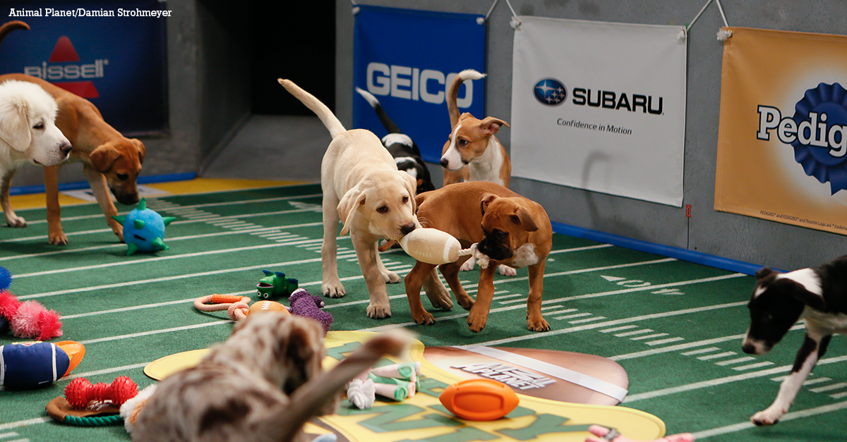 Puppy Bowl features Penguins and Keyboard Cat!