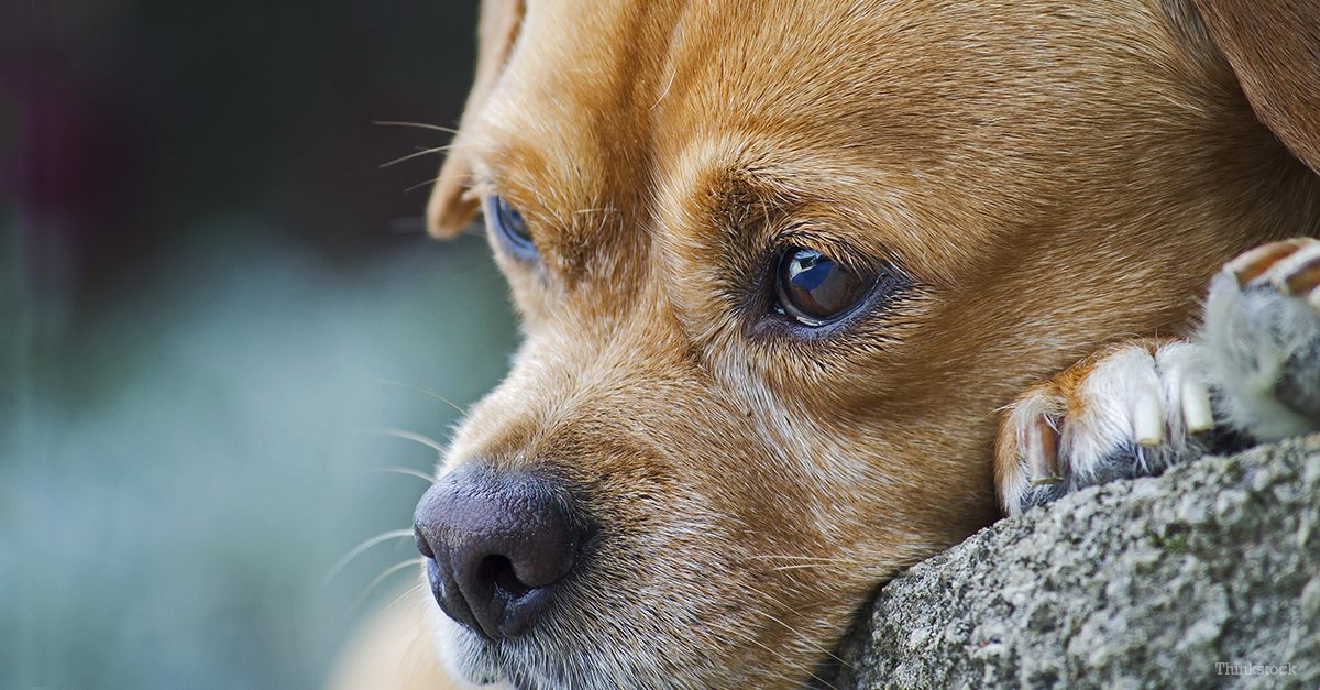 Dog Reunites with Family after Traveling 1100 Miles